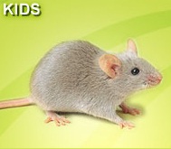 animaltest